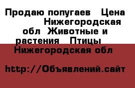 Продаю попугаев › Цена ­ 1 200 - Нижегородская обл. Животные и растения » Птицы   . Нижегородская обл.